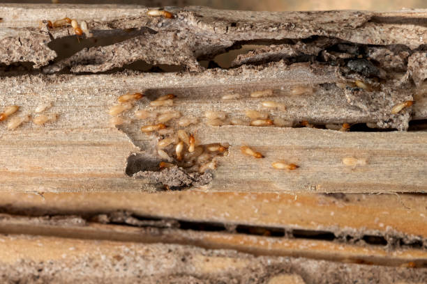 Best Affordable Pest Control Services  in Absecon Highlands, NJ